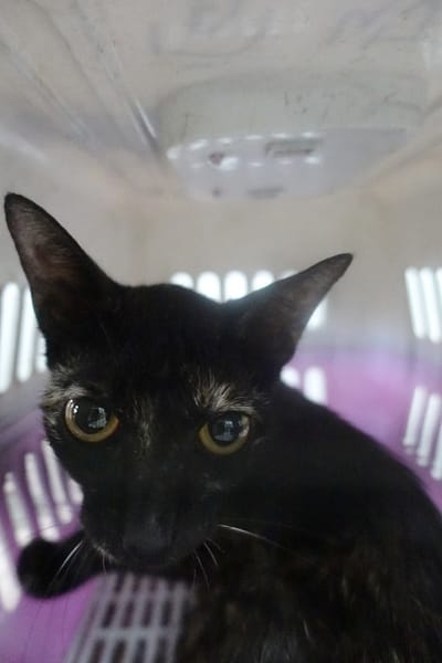 【待認養】混種貓 貓 (未知) - 宜蘭縣流浪動物中途之家