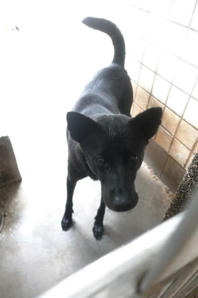 【待認養】混種犬 狗 (男生) - 宜蘭縣流浪動物中途之家