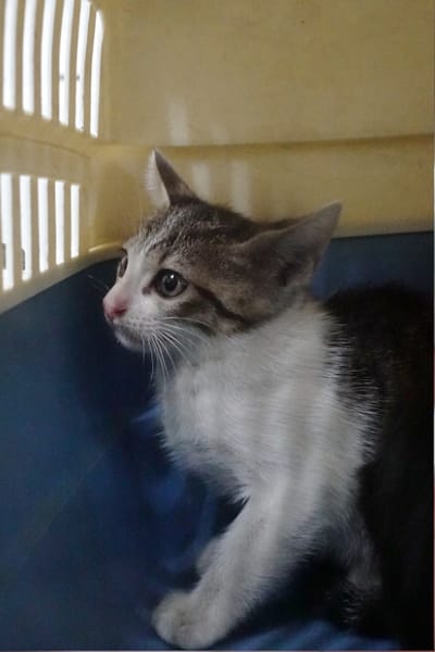 【待認養】混種貓 貓 (未知) - 宜蘭縣流浪動物中途之家