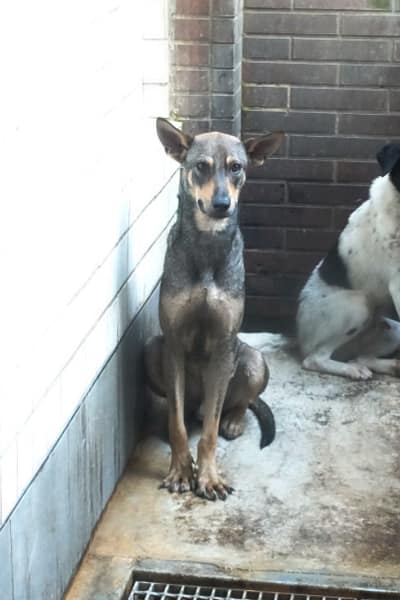 【待認養】混種犬 狗 (男生) - 宜蘭縣流浪動物中途之家