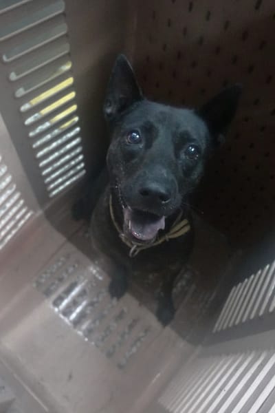 【待認養】混種犬 狗 (女生) - 宜蘭縣流浪動物中途之家