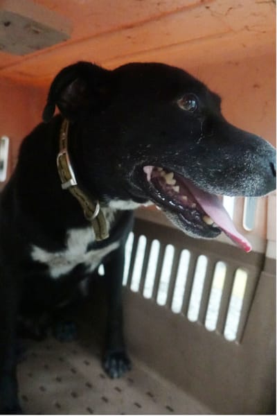 【待認養】混種犬 狗 (男生) - 宜蘭縣流浪動物中途之家