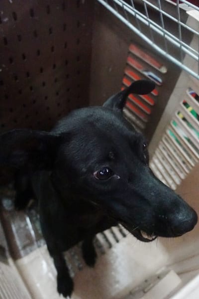 【待認養】混種犬 狗 (女生) - 宜蘭縣流浪動物中途之家