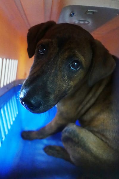 【待認養】混種犬 狗 (女生) - 宜蘭縣流浪動物中途之家