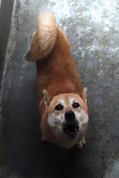 【待認養】柴犬 狗 (女生) - 宜蘭縣流浪動物中途之家