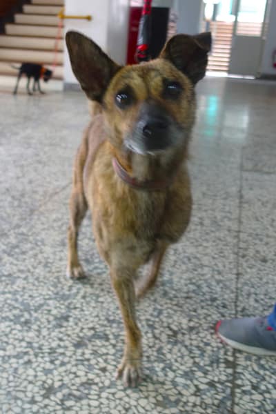 【待認養】混種犬 狗 (男生) - 宜蘭縣流浪動物中途之家