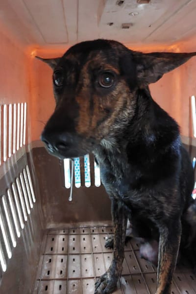 【待認養】混種犬 狗 (女生) - 宜蘭縣流浪動物中途之家