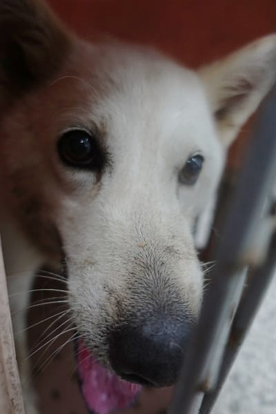 【待認養】混種犬 狗 (女生) - 宜蘭縣流浪動物中途之家