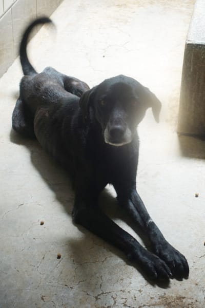 【待認養】混種犬 狗 (女生) - 宜蘭縣流浪動物中途之家