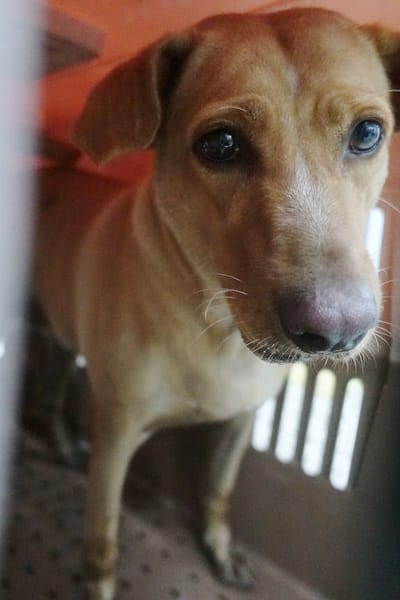 【待認養】混種犬 狗 (女生) - 宜蘭縣流浪動物中途之家