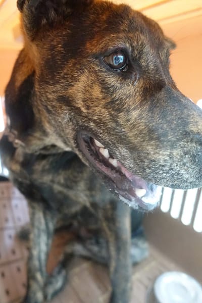 【待認養】混種犬 狗 (男生) - 宜蘭縣流浪動物中途之家