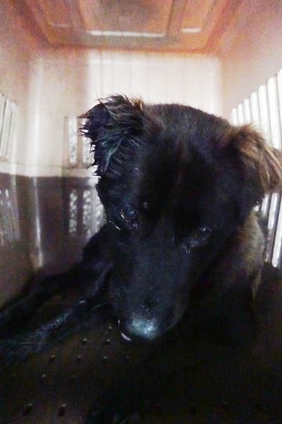 【待認養】混種犬 狗 (男生) - 宜蘭縣流浪動物中途之家