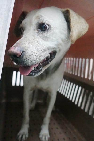 【待認養】混種犬 狗 (女生) - 宜蘭縣流浪動物中途之家