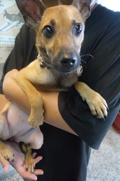 【待認養】混種犬 狗 (女生) - 宜蘭縣流浪動物中途之家