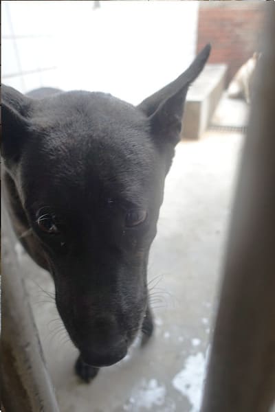 【待認養】混種犬 狗 (男生) - 宜蘭縣流浪動物中途之家