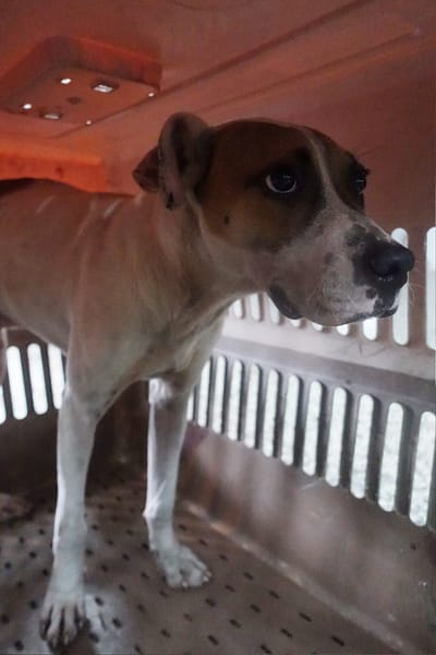 【待認養】混種犬 狗 (男生) - 宜蘭縣流浪動物中途之家