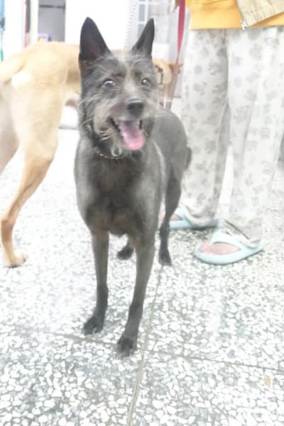 【待認養】混種犬 狗 (女生) - 宜蘭縣流浪動物中途之家