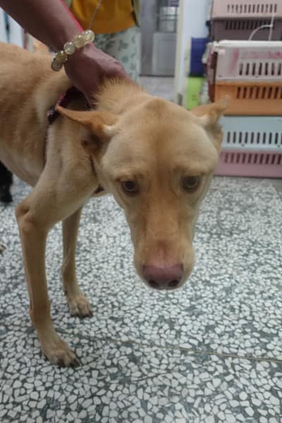 【待認養】混種犬 狗 (男生) - 宜蘭縣流浪動物中途之家