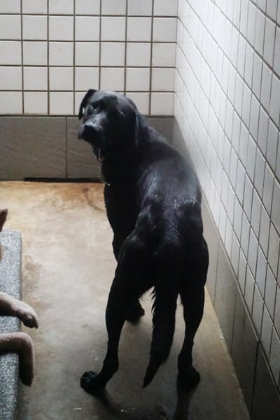 【待認養】混種犬 狗 (男生) - 宜蘭縣流浪動物中途之家