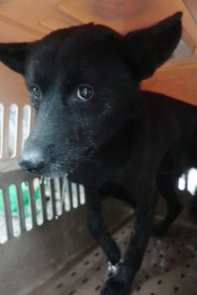 【待認養】混種犬 狗 (男生) - 宜蘭縣流浪動物中途之家