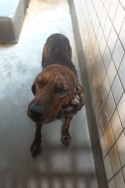 【待認養】混種犬 狗 (男生) - 宜蘭縣流浪動物中途之家