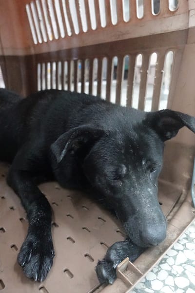 【待認養】混種犬 狗 (男生) - 宜蘭縣流浪動物中途之家