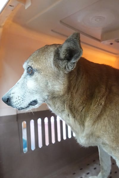 【待認養】混種犬 狗 (男生) - 宜蘭縣流浪動物中途之家