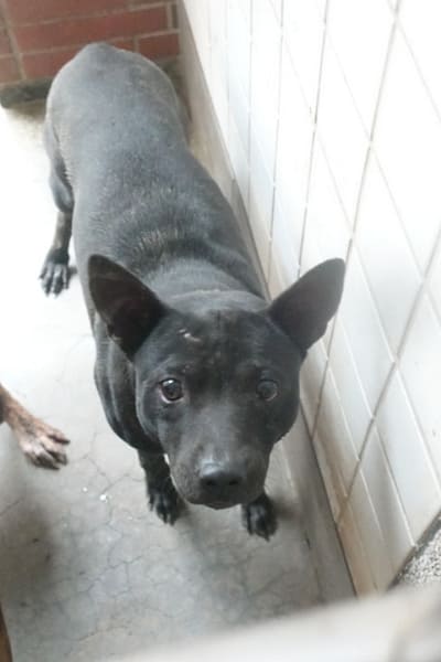 【待認養】混種犬 狗 (男生) - 宜蘭縣流浪動物中途之家