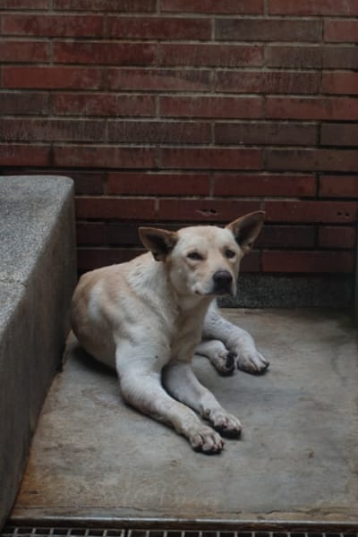【待認養】混種犬 狗 (男生) - 宜蘭縣流浪動物中途之家