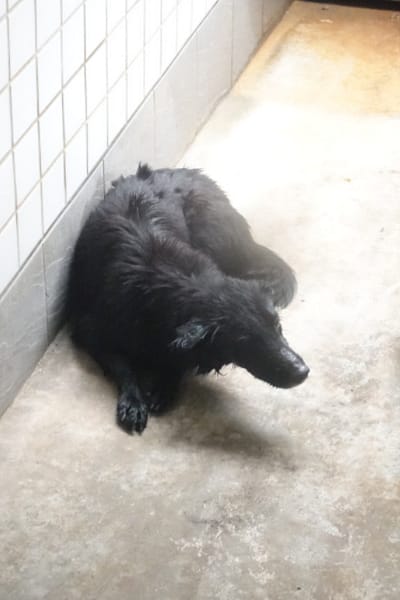 【待認養】混種犬 狗 (女生) - 宜蘭縣流浪動物中途之家