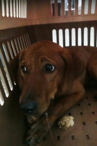 【待認養】混種犬 狗 (男生) - 宜蘭縣流浪動物中途之家