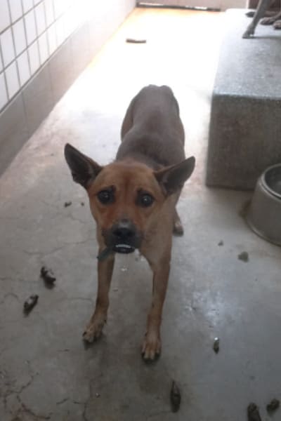 【待認養】混種犬 狗 (女生) - 宜蘭縣流浪動物中途之家