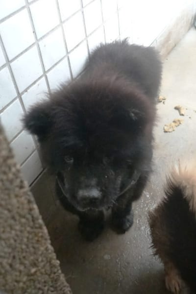 【待認養】鬆獅犬 狗 (男生) - 宜蘭縣流浪動物中途之家