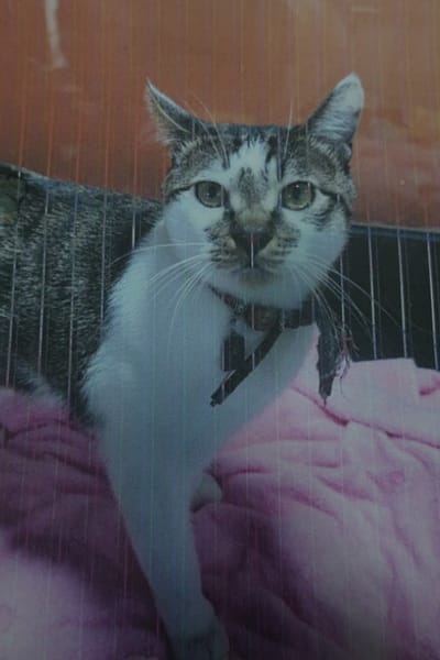 【待認養】混種貓 貓 (未知) - 宜蘭縣流浪動物中途之家