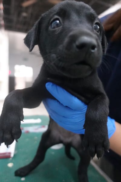 【待認養】混種犬 狗 (女生) - 宜蘭縣流浪動物中途之家