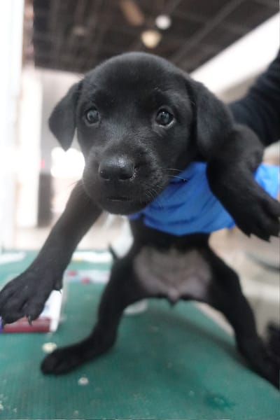 【待認養】混種犬 狗 (女生) - 宜蘭縣流浪動物中途之家