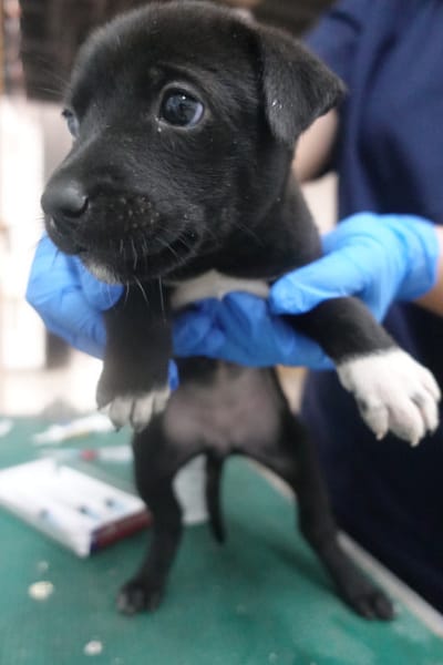 【待認養】混種犬 狗 (女生) - 宜蘭縣流浪動物中途之家