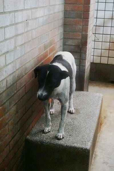 【待認養】混種犬 狗 (女生) - 宜蘭縣流浪動物中途之家