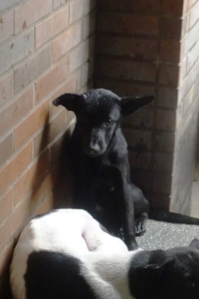 【待認養】混種犬 狗 (女生) - 宜蘭縣流浪動物中途之家