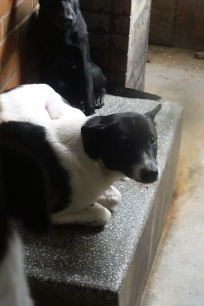 【待認養】混種犬 狗 (女生) - 宜蘭縣流浪動物中途之家