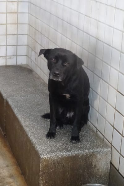 【待認養】混種犬 狗 (女生) - 宜蘭縣流浪動物中途之家