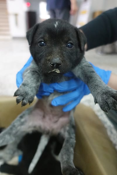 【待認養】混種犬 狗 (女生) - 宜蘭縣流浪動物中途之家