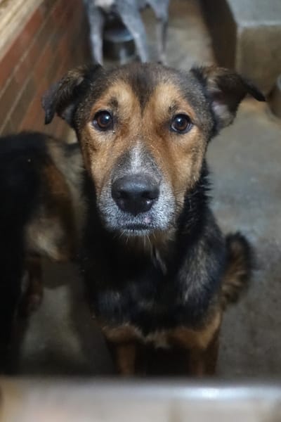 【待認養】混種犬 狗 (男生) - 宜蘭縣流浪動物中途之家