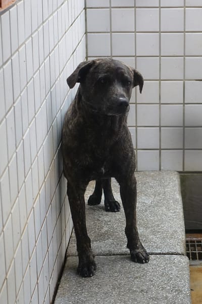 【待認養】混種犬 狗 (男生) - 宜蘭縣流浪動物中途之家