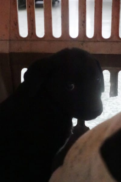 【待認養】混種犬 狗 (男生) - 宜蘭縣流浪動物中途之家