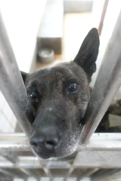 【待認養】混種犬 狗 (男生) - 宜蘭縣流浪動物中途之家