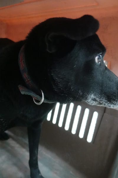 【待認養】混種犬 狗 (男生) - 宜蘭縣流浪動物中途之家