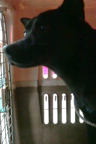 【待認養】混種犬 狗 (男生) - 宜蘭縣流浪動物中途之家