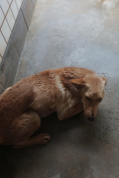 【待認養】混種犬 狗 (女生) - 宜蘭縣流浪動物中途之家