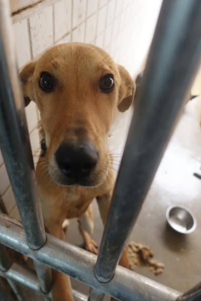 【待認養】混種犬 狗 (男生) - 宜蘭縣流浪動物中途之家
